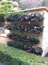 A Perfect Camellia Sasanqua Espalier Create Your Own Best Varieties With The Best Growth Habits Are Now In Stock N Garden Planning Plants Flowering Trees