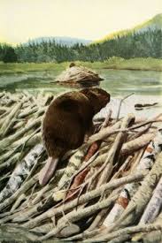 21 Burgess Animal Book Ideas Animal Book Homeschool Nature Study Animals
