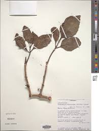 Image result for Globimetula mweroensis