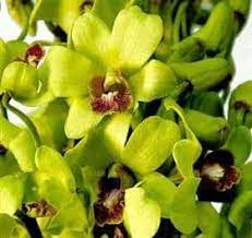 Dendrobium Burana Jade Expensive Flowers Flowers Orchids