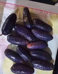 Image result for Pachylobus edulis