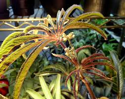 Image result for Sonchus luxurians