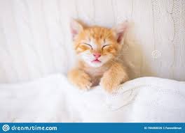 Cats that feel safe will nap in this common sleep position. Baby Cat Ginger Kitten Sleeping Under Blanket Sleeping Kitten Baby Cats Kittens Cutest