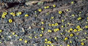 Image result for Chlorosplenium chlora