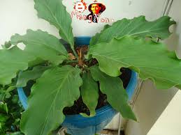 Disamping mengkilapkan daun, tujuannya untuk memberikan nutrisi. Cara Menanam Bunga Gelombang Cinta Anthurium Dan Mengkilapkan Daun Supaya Terlihat Menarik Hati