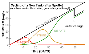 Beginner Faq The Nitrogen Cycle Nitrogen Cycle Aquarium Fish Care