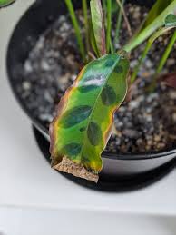 Calathea Care Caring For Different Calathea Varieties Calathea Calathea Plant Plant Care