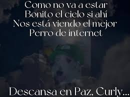 Adiós amigo curly, te vamos a extrañar mucho 💔😔 #triste #curly #rip ... |  TikTok