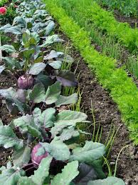 The Best Carrot Companion Plants For Your Garden