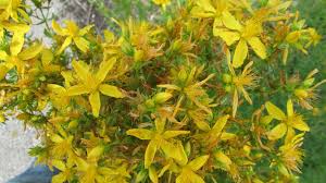 Image result for Hypericum scioanum