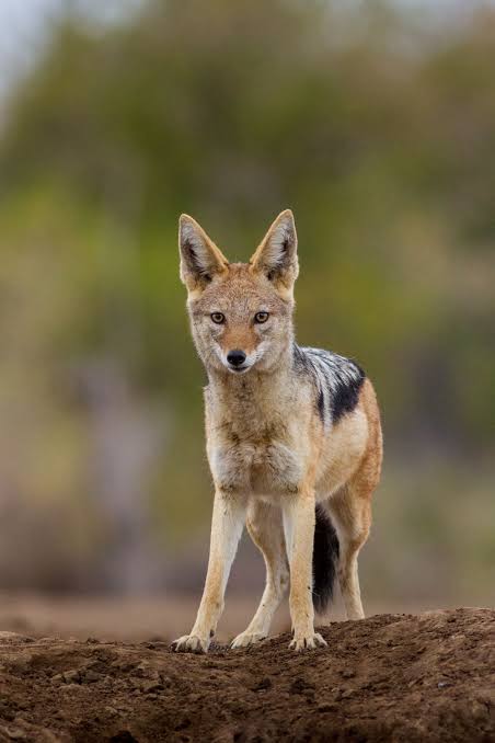 Day of the Jackal