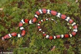 King Snake Small Snakes Snake Snake Illustration