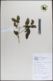 Image result for Pleurostylia