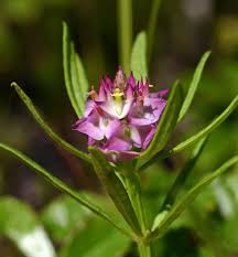 Image result for Polygalaceae