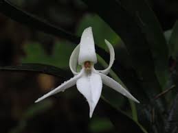 Image result for Jumellea usambarensis