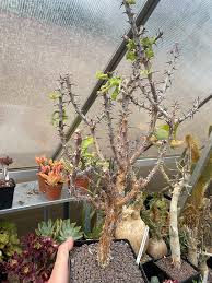 Image result for Monadenium crenatum