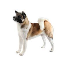 dog breeds with medium shedding purina