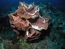 The endoplasmic reticulum is a large network of membrane bound sheets. Largest Organisms Wikipedia