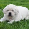 We did not find results for: Labrador Retriever Hoobly Classifieds