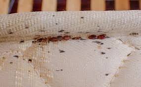 Image result for bedbugs on mattress