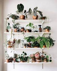 19 Houseplants That Can Survive Urban Apartments Apartementdecor Com Apartmentbedroom House Plants Decor Plant Decor Hanging Plants Indoor