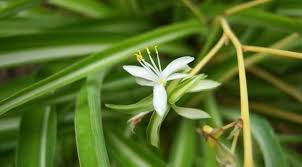 Lazo De Amor O Cinta La Planta Que Purifica El Aire Del Hogar Plantas Que Purifican El Aire Lazo De Amor Planta Plantas