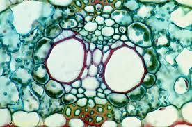 Pengamatan selanjutnya adalah mengenai daun jagung (zea mays). Detail Gambar Px19 004c Corn Leaf Cx Chlorophyll Vascular Bundle Zea Mays
