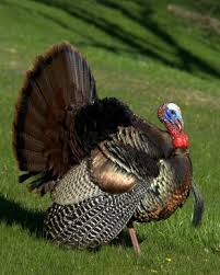 South Carolina Sc State Game Bird Wild Turkey Game Birds Wild Turkey Animals