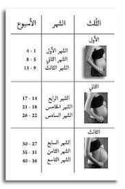 الشهر الخامس من الحمل والجماع عالم حواء : Ø­Ù…Ù„ ÙˆÙŠÙƒÙŠØ¨ÙŠØ¯ÙŠØ§