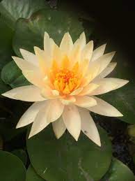 Cynthia ann (m) hardy water lily (peach). Nymphaea Peach Glow