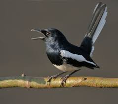 Mystery Bird Oriental Magpie Robin Copsychus Saularis Grrlscientist Beautiful Birds Common Birds Most Beautiful Birds
