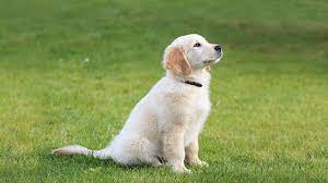 Dogs bred by these standards are less likely. Golden Retriever Puppies For Sale Nyc Central Park Puppies