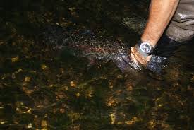 Night time bass fishing has several benefits over day time bass fishing. Night Fishing On Lake Taneycomo Midwest Southern Tailwaters