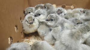 Ameraucana and easter egg chickens are a good choice if you want to keep laying hens in a suburban yard. Lavender Ameraucana Chicks For Sale Cackle Hatchery