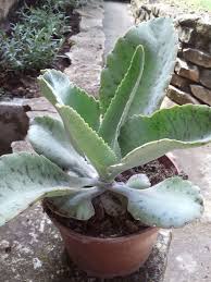 Hay Muchos Tipos De Kalanchoes Pero Vamos A Nombrar Las Principales Kalanchoe Pinnata Bryophyllum Pinna Plantas En Maceta Plantas Frescas Flores Medicinales