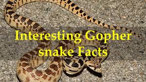 When the weather is warm, they may be nocturnal. Shocking Gopher Snake Facts You Never Knew Pest Wiki