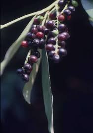Fruit trees online bay laurel nursery 2500 el camino real atascadero ca 93422 tel 805 466 3406 fax 805 466 6455 ©2021 bay laurel nursery about this site/report issues. Gardening 101 Cherry Laurel Gardenista