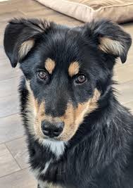 Traditionally this is actually an excellent quality for a working dog, just don't expect this pup to follow your commands thoughtlessly like some other breeds would. My Puppy Is Ridiculously Photogenic Album On Imgur