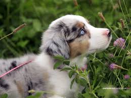 As the name suggests australian shepherds were developed in australia to herd livestock, but it didn't take long for people to see. Puppy Wallpaper Australian Shepherd Pets Lovers