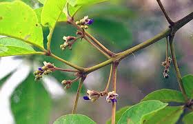 Image result for Vitex madiensis