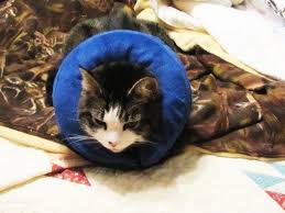 annaeye procollar pet e collar for dogs and cats comfortable recovery collar is inflatable and does not block cat injuries pet collars pet costumes for dogs
