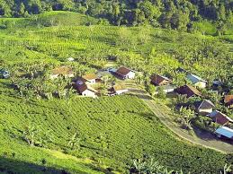 We did not find results for: Kebun Teh Margawindu Citengah Direktori Sumedang