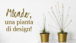 Piante in casa, piante in vaso, serre. Mikado Come Curare Una Pianta Di Syngonanthus Chrysanthus Vendita Piante Online