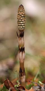 Image result for Equisetum