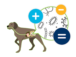 Image result for Fecal Transfer