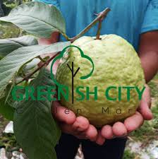 Penanaman jambu batu secara komersial bermula di sekitar. Gnc Giant Guava Fruit Tree Live Plant Pokok Buah Jambu Lohan Gardenmart4u Com