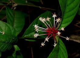 Image result for Pavetta hymenophylla