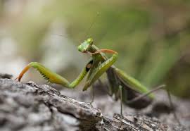 Praying mantis es un término alternativo para mantis. Pin On Insects Insetti