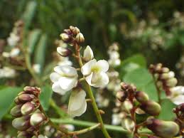 Image result for Dalbergia martinii