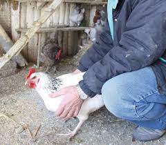 05/03/2013 une épidémie de grippe aviaire a entraîné l'abattage de deux millions de poulets et de 1,2 million de poules au mexique. Risque De Grippe Aviaire En Vendee Proprietaires Rentrez Vos Poules Le Journal Du Pays Yonnais